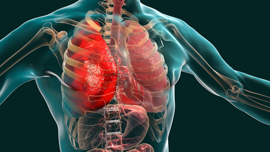 Using Stinging Nettle Root for Respiratory Health: Mechanism and Benefits