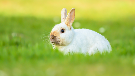 Can Rabbits Eat Stinging Nettles Leaves?