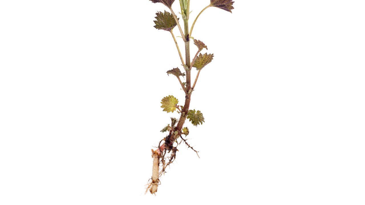 What Does Stinging Nettle Roots Look Like? Real Herbs