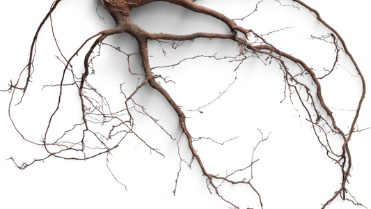 What Do Stinging Nettle Roots Look Like?