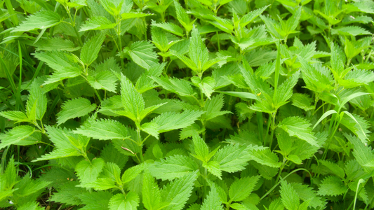 Why Does Stinging Nettle Sting?