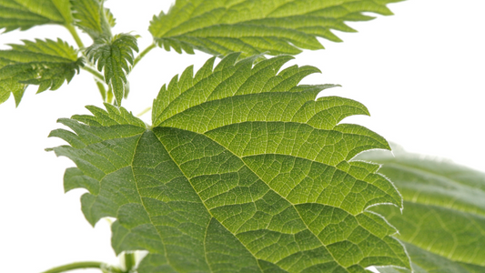 What Leaf Helps Stinging Nettles?