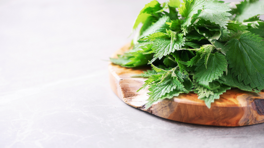 How to Prepare Stinging Nettle Leaves?