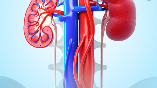 Is Stinging Nettle Leaf Good for Kidneys?