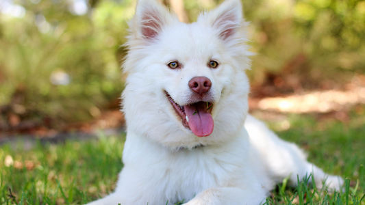 Is Stinging Nettle Leaf Safe for Dogs?