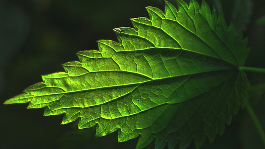 What Does Stinging Nettle Leaf Do?