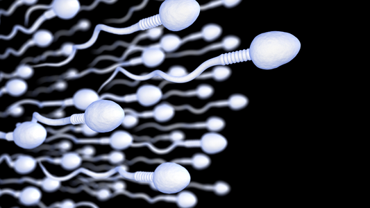Tongkat Ali: A Natural Solution for Improving Sperm Quality and Boosting Fertility