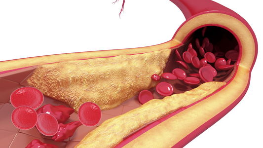 The Circulation-Boosting Benefits of Tongkat Ali: A Comprehensive Guide