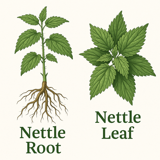 Nettle Root vs. Nettle Leaf: The Definitive Comparison