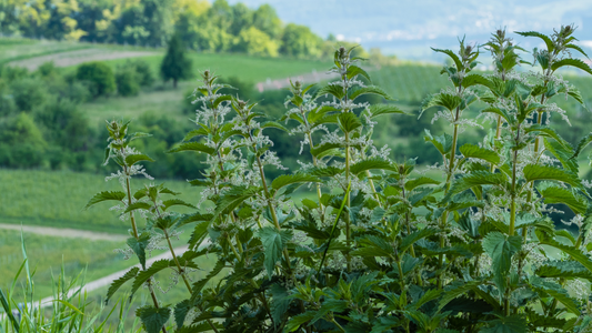 Stinging Nettle Root and Environmental Sustainability: Cultivation and Conservation