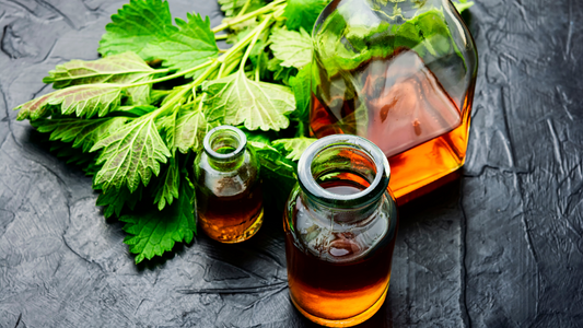 Stinging Nettle Root Tinctures: Extracting Nature's Benefits
