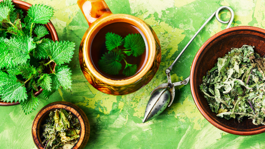 Stinging Nettle Root in Traditional Culinary Practices: Beyond Tea