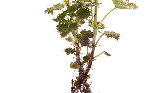 What is Stinging Nettle Root?