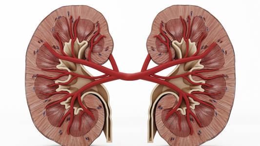 Is Stinging Nettle Root Good For Kidneys?