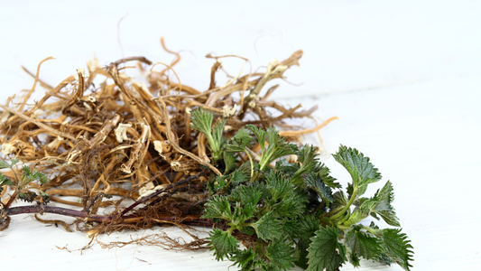 How to Consume Stinging Nettle Root?