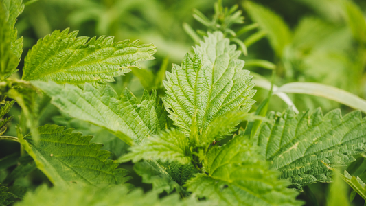 Is Stinging Nettle and Nettle Root the Same?