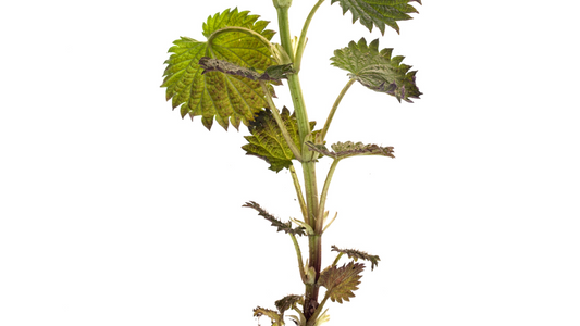Is Stinging Nettle Root Safe?