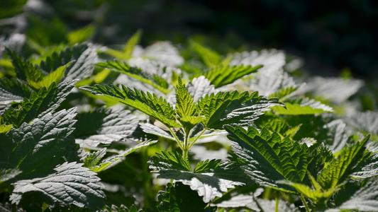 Why Is Stinging Nettle Good For You?