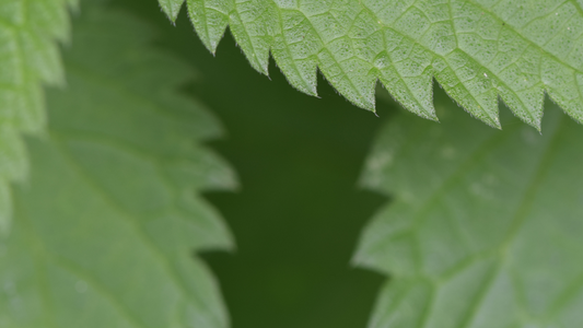 What Is Stinging Nettle Leaf Used For?