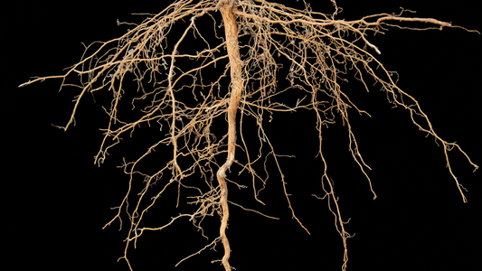 How Deep Do Stinging Nettle Roots Go?