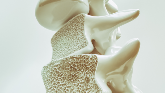 Building Stronger Bones with Tongkat Ali: A Natural Solution for Osteoporosis
