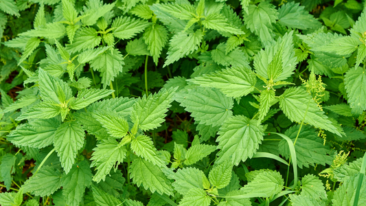 Which Is Better Stinging Nettle Root Or Leaves?