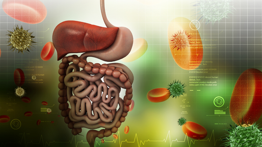 Gut-Healing Benefits of Tongkat Ali: Improving Digestion and Reducing Symptoms of Gastrointestinal Disorders